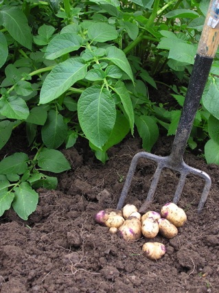 Digging up potatoes